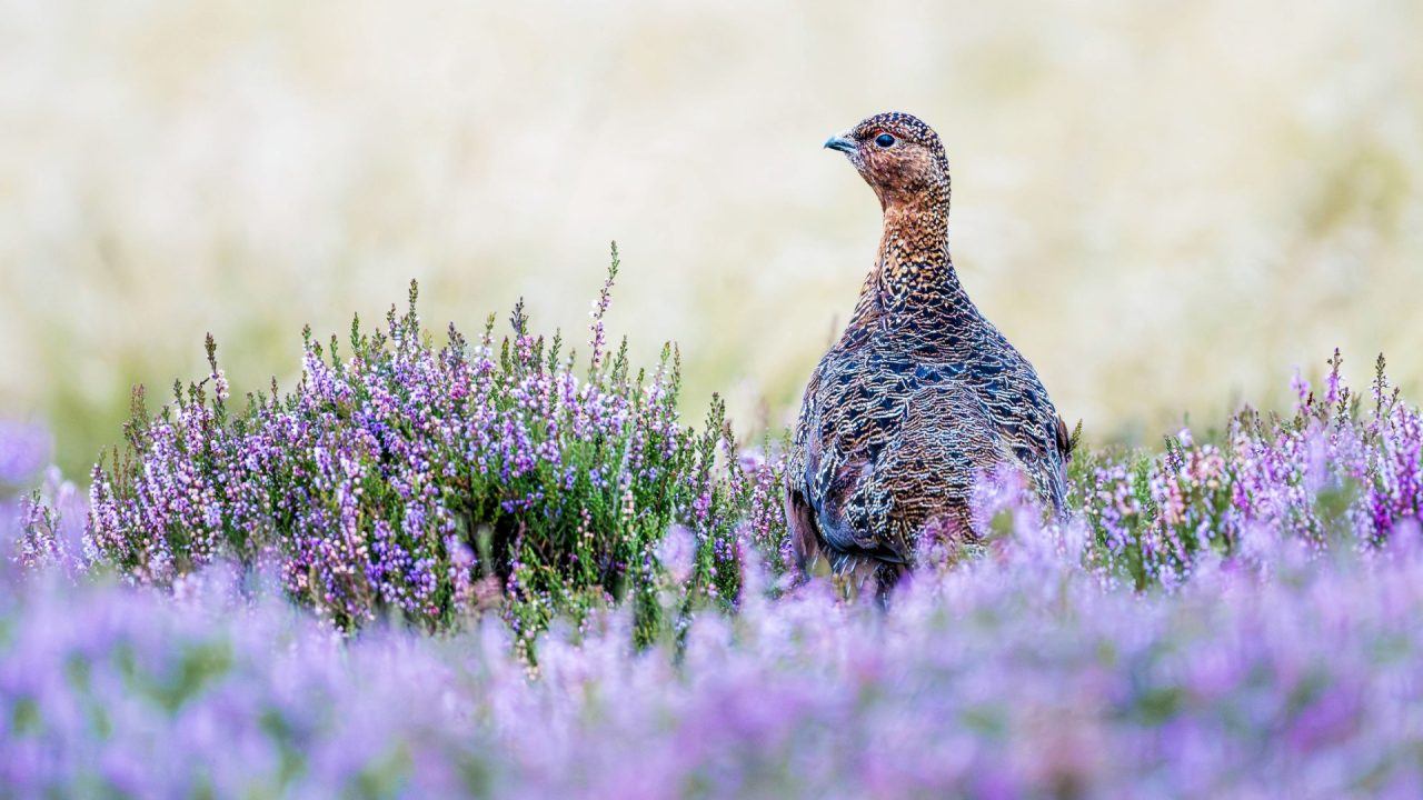 Nature network for Oban welcomed