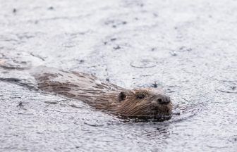 More beavers released in Highland glen in ‘wildlife success story’