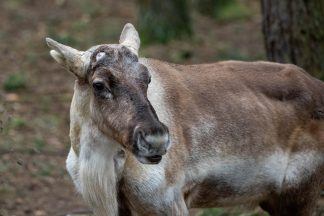UK’s only male European forest reindeer returns to Highland Wildlife Park after stay at Whipsnade Zoo