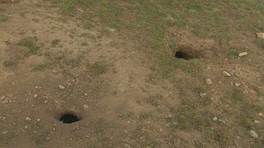 Farmers urge Scottish Government to change badger control laws