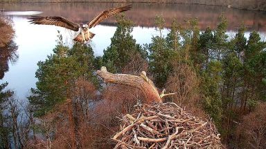 First osprey of the season arrives at Loch of the Lowes Wildlife Reserve