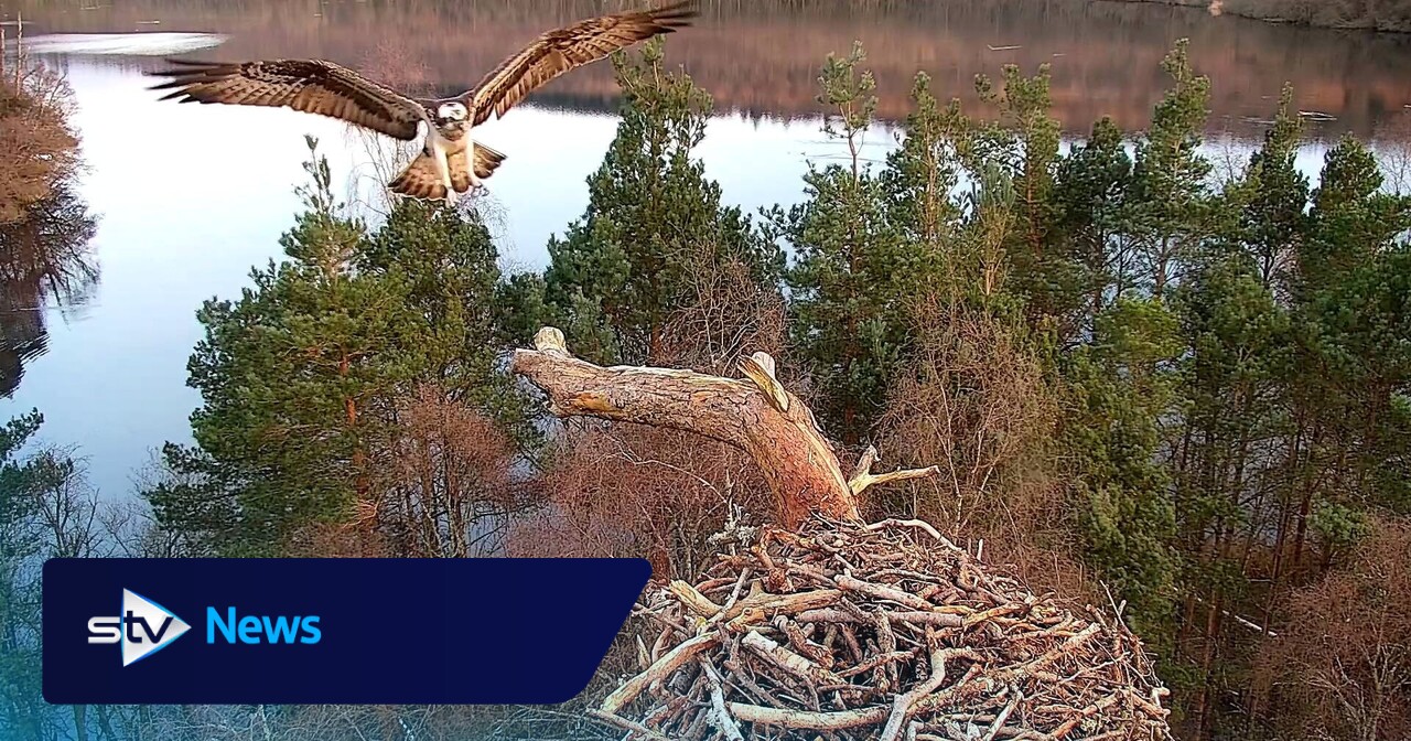 First osprey of the season arrives at Loch of the Lowes Wildlife Reserve