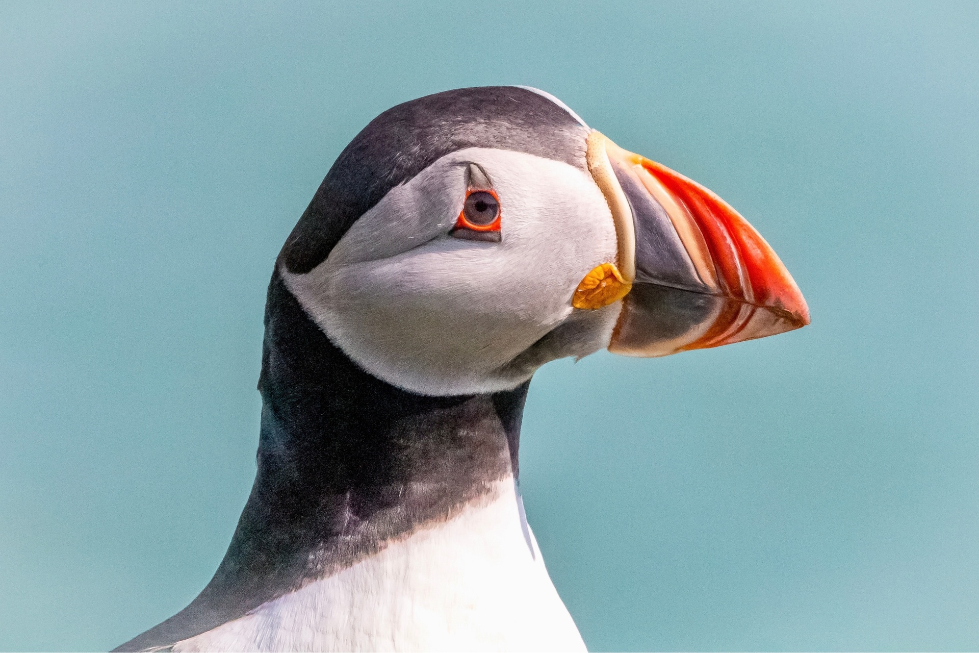 Puffins have been spotted for the first time this year