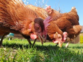Thousands of ex-battery hens need new homes across Scotland or face death