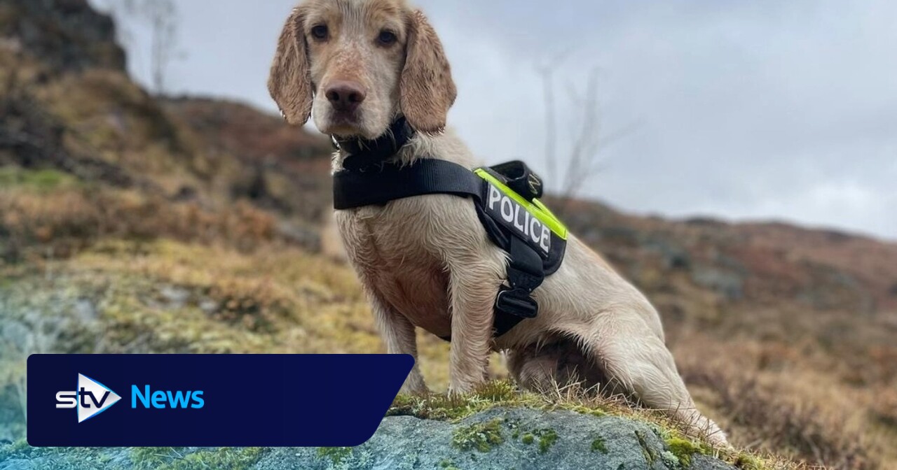 Police dog who saved life of missing man wins award at Crufts | STV News