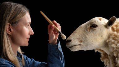 Cloned predecessor to Dolly the sheep goes on permanent show at museum