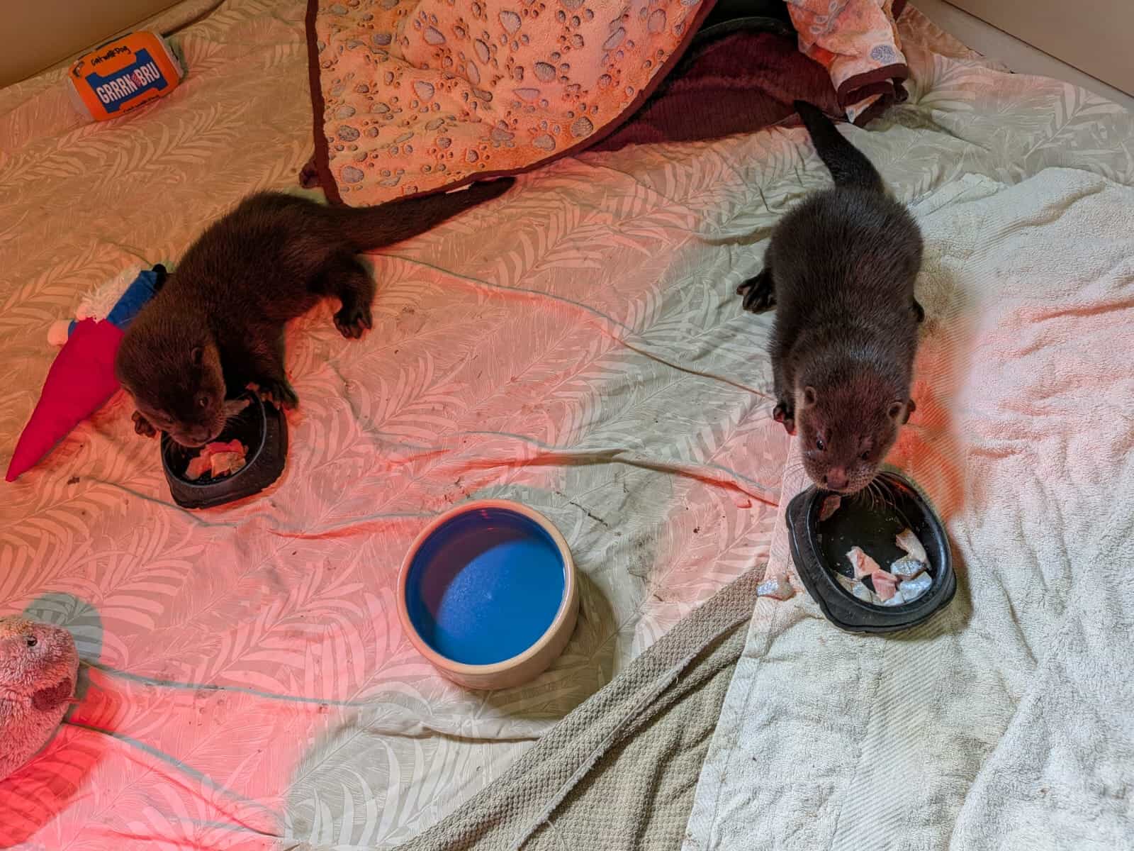 Kelly and Noddy were rescued on February 14.