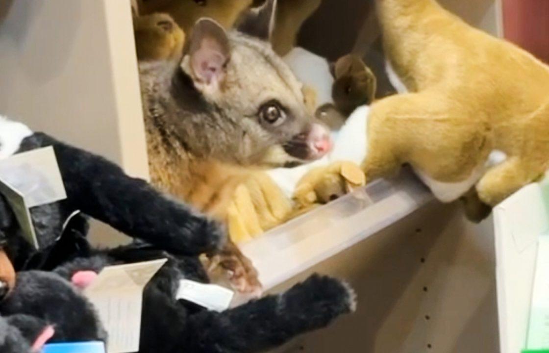 Hello possum! Creature appears among cuddly toys in Australian airport gift shop