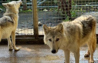 Man kept six wolfdogs brought from Russian zoo in ‘appalling’ conditions