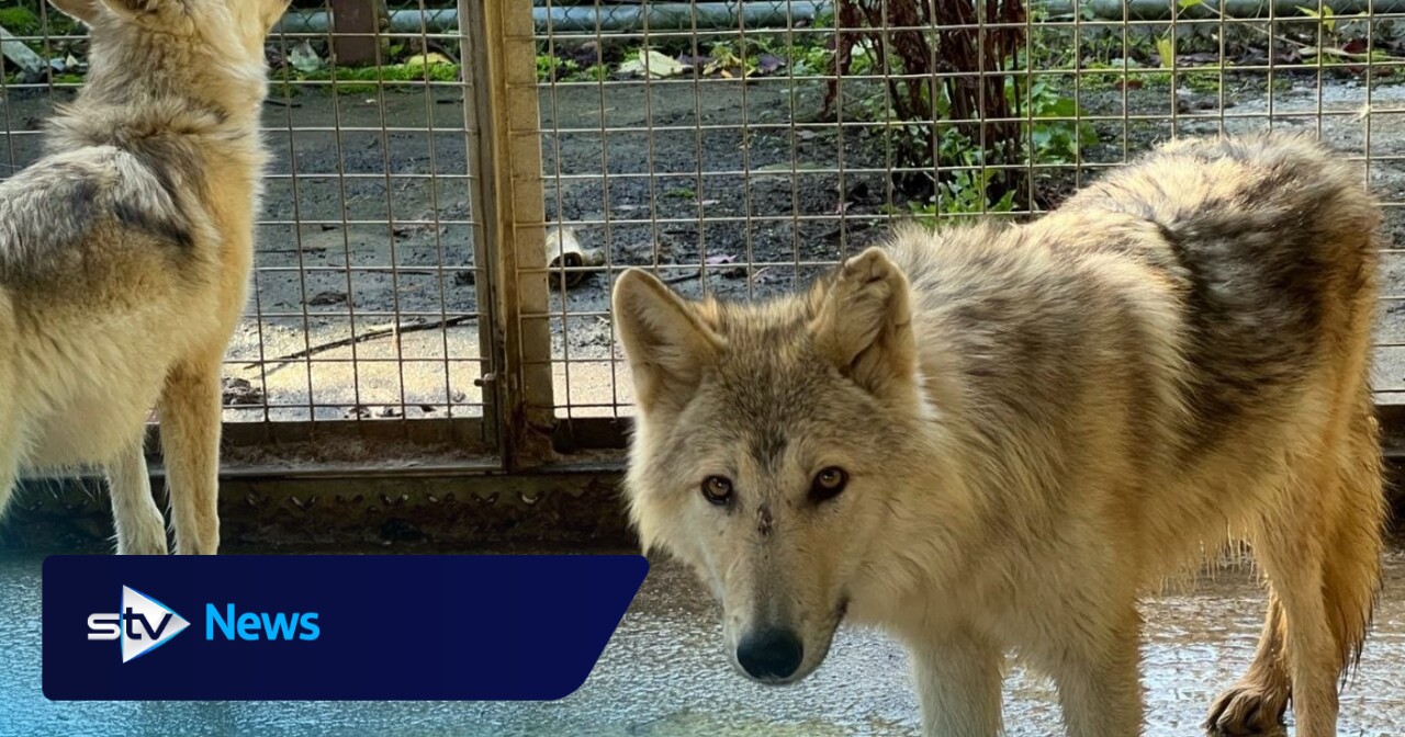 Man kept six wolfdogs brought from Russian zoo in ‘appalling’ conditions