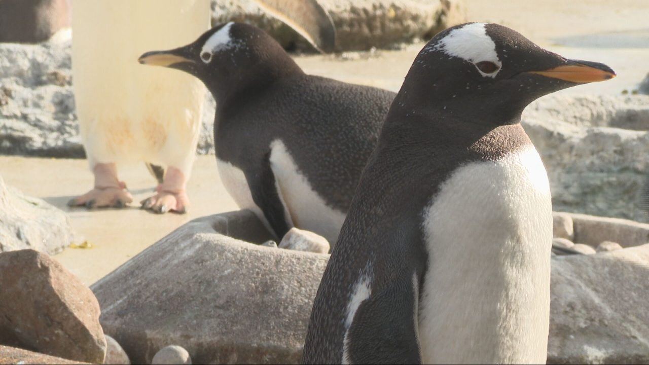 Young patients paint pebbles for Edinburgh Zoo penguins
