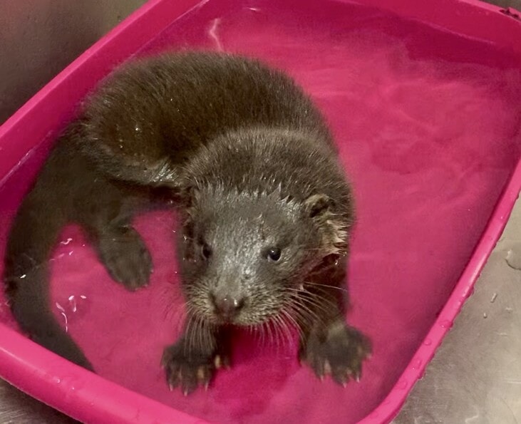The Scottish SPCA said it is currently caring for an "unusual' number of otters.