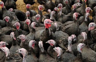 Small group of turkeys to receive bird flu vaccines as UK trial begins