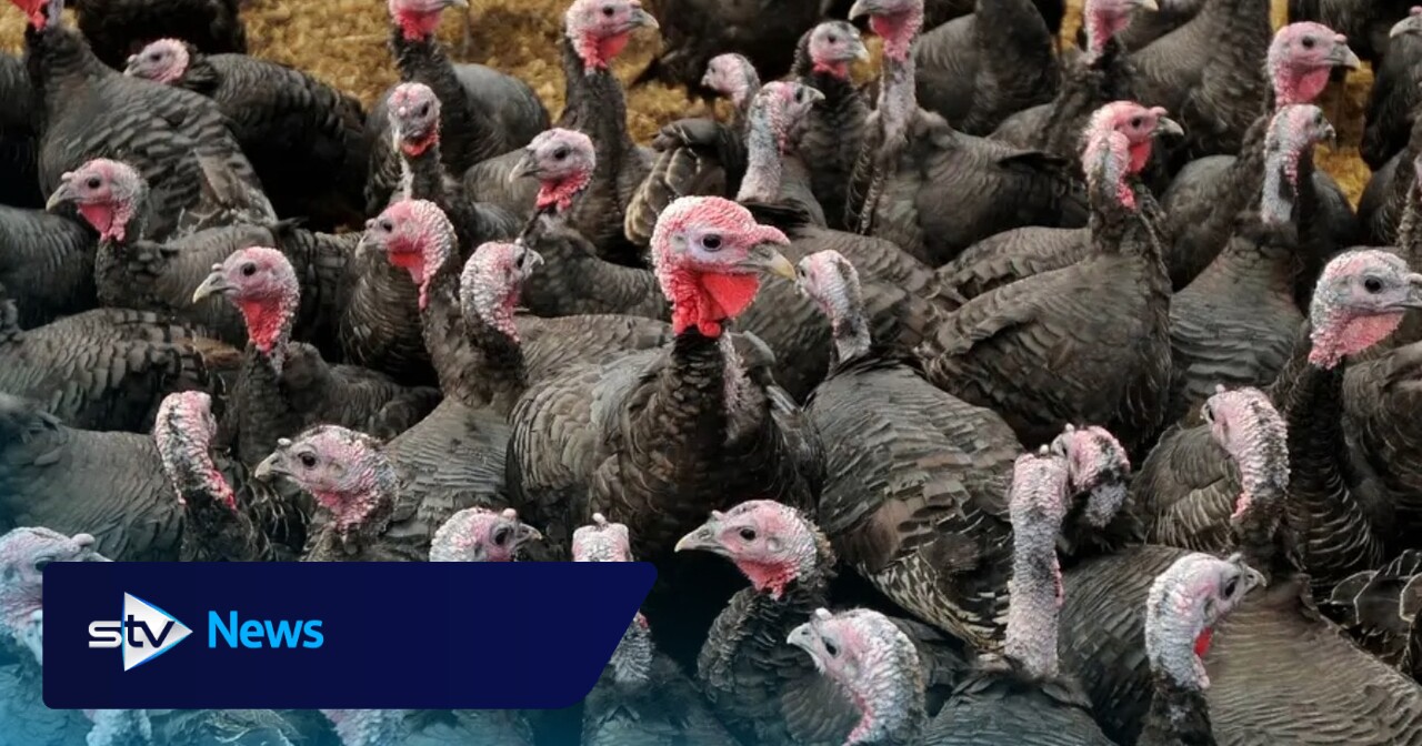 Small group of turkeys to receive bird flu vaccines as UK trial begins