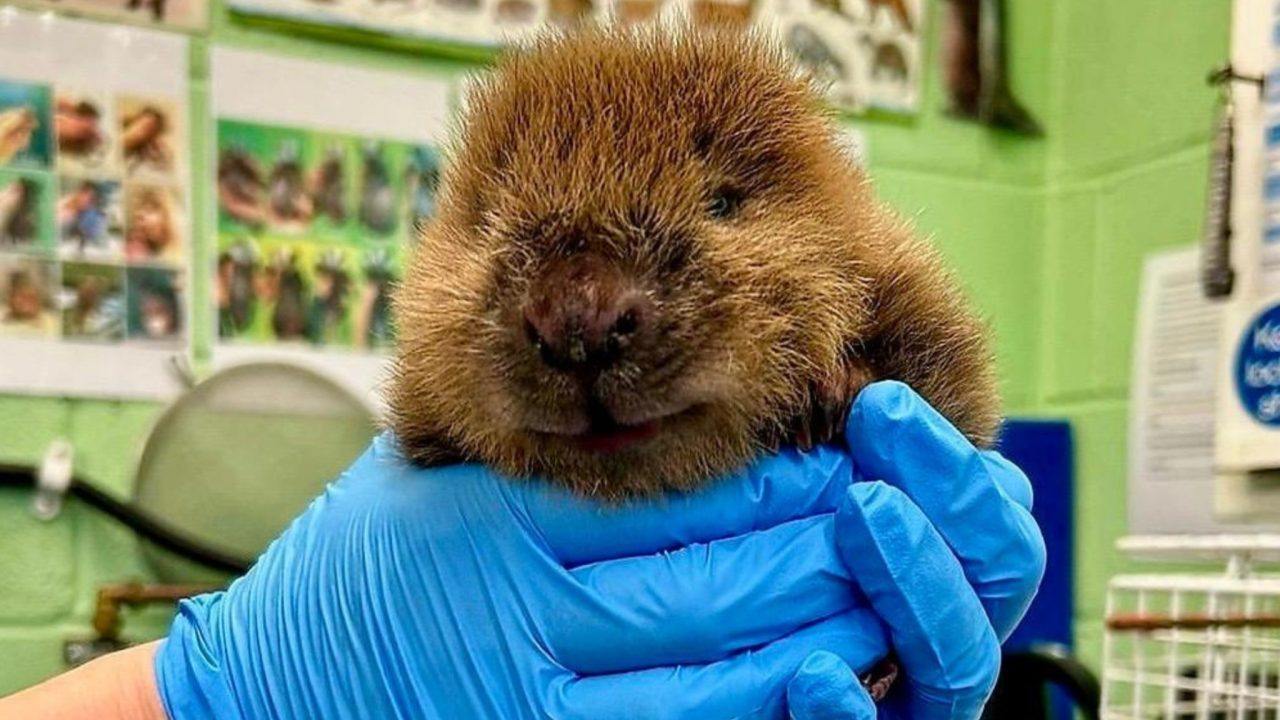 Scottish SPCA to remove dedicated support from Hebrides, Shetland and Orkney in bid to reduce costs