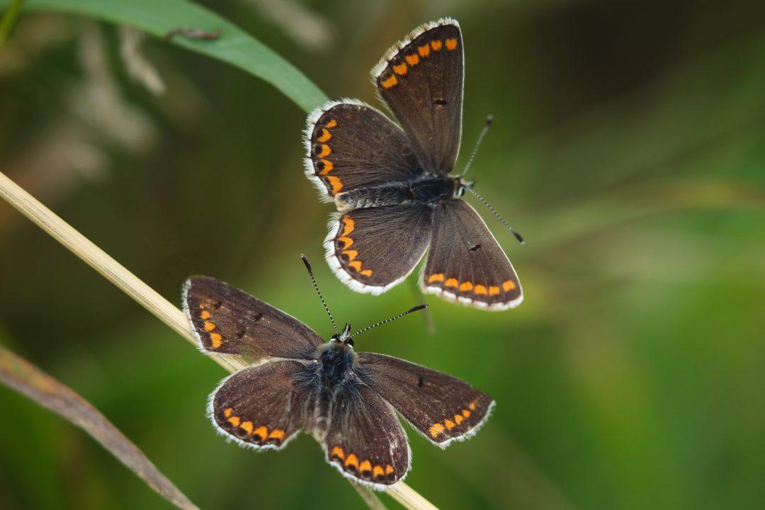 Scottish Forestry acted unlawfully in development that posed risk to butterflies