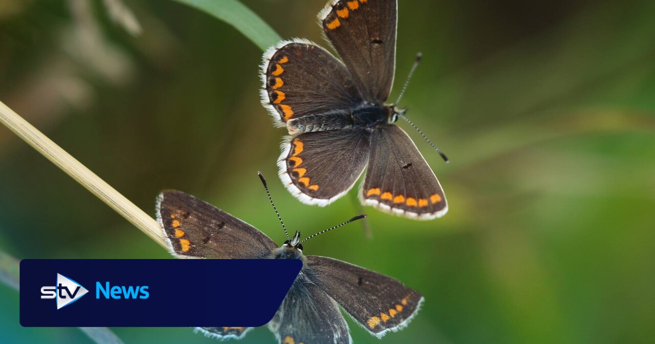 Scottish Forestry acted unlawfully in development that posed risk to butterflies