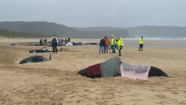 Difficult birth may have caused Lewis pilot whale stranding