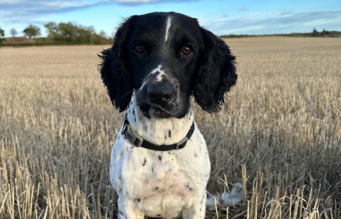 Police dog missing after running off following seizure