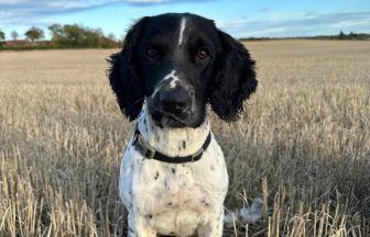 Police dog missing after running off following seizure