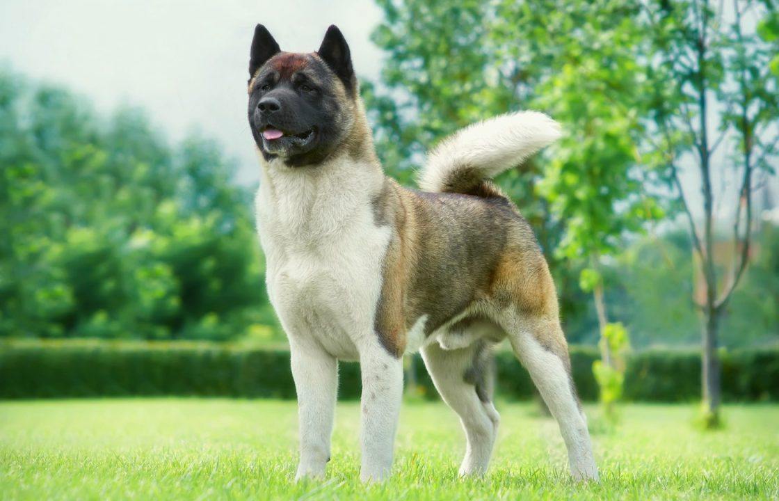 Two in hospital after being attacked by American Akita in home as police called