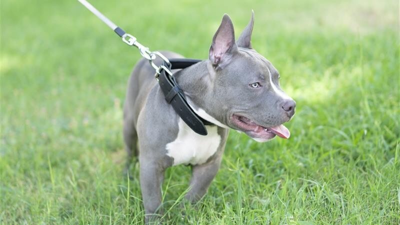 Woman in hospital and two suspects arrested after ‘pocket bully attack’ in North Lanarkshire