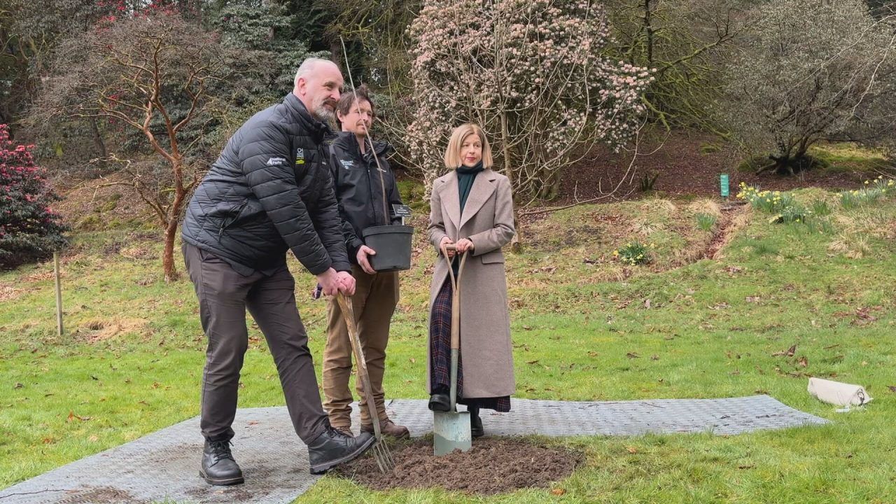 Sapling from felled Sycamore Gap tree planted at Benmore Botanic Garden