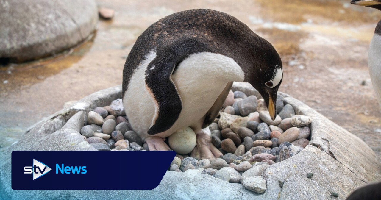 Easter comes early as penguins lay eggs at Edinburgh Zoo
