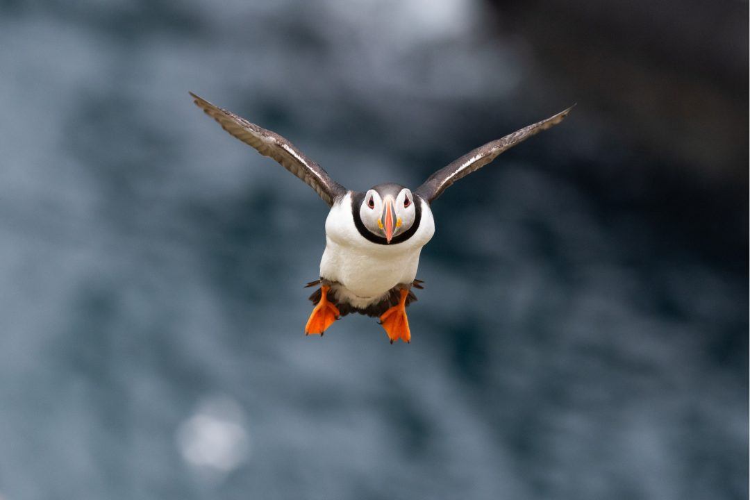 Puffins spotted on Firth of Forth after difficult winter