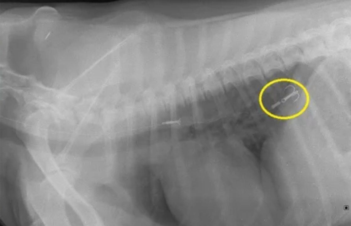 Spaniel saved after swallowing fish hook near loch