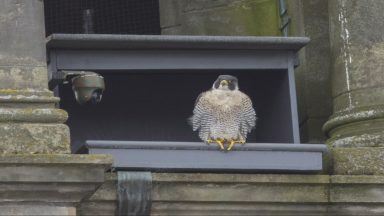 Peregrine falcons make City Chambers spire their new home