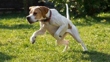 Search for two ‘dangerously out of control’ dogs seen on mountain bike trail in the Highlands