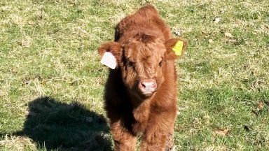 Highland cow calves delight visitors at Pollok Park