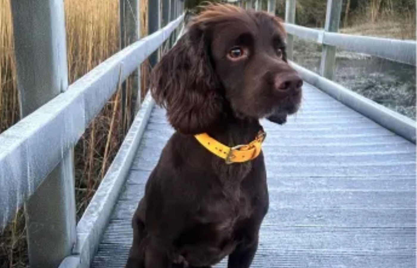 Chip recovered fully