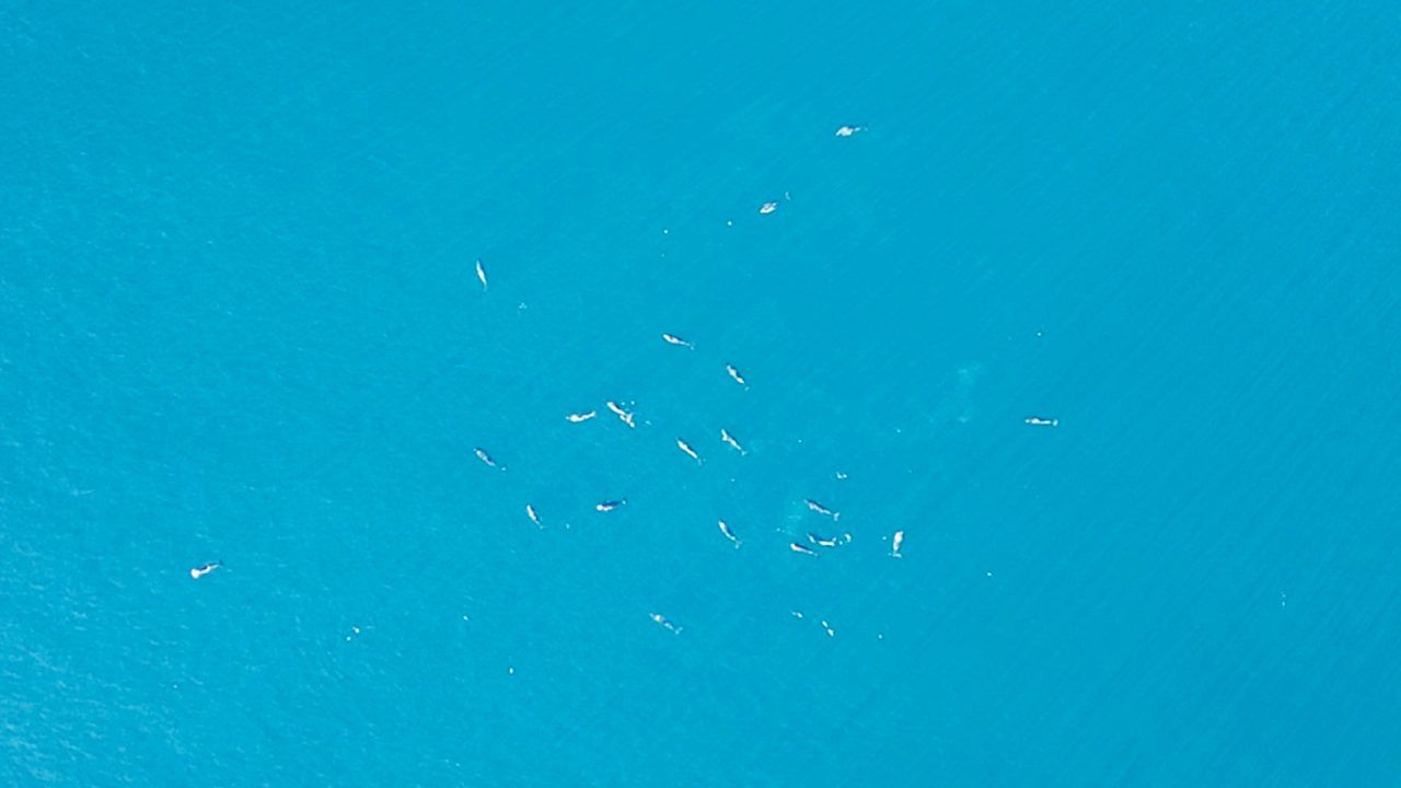 Watch drone video of ‘Unusually’ large group of porpoises engaging in mating behaviour off Shetland
