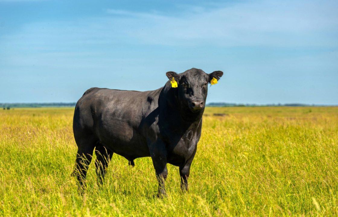 Schools locked down after bull went on the loose in Newton Stewart