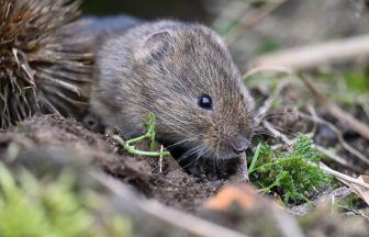 Orkney stoat eradication project boosts rare voles, hen harriers and owls