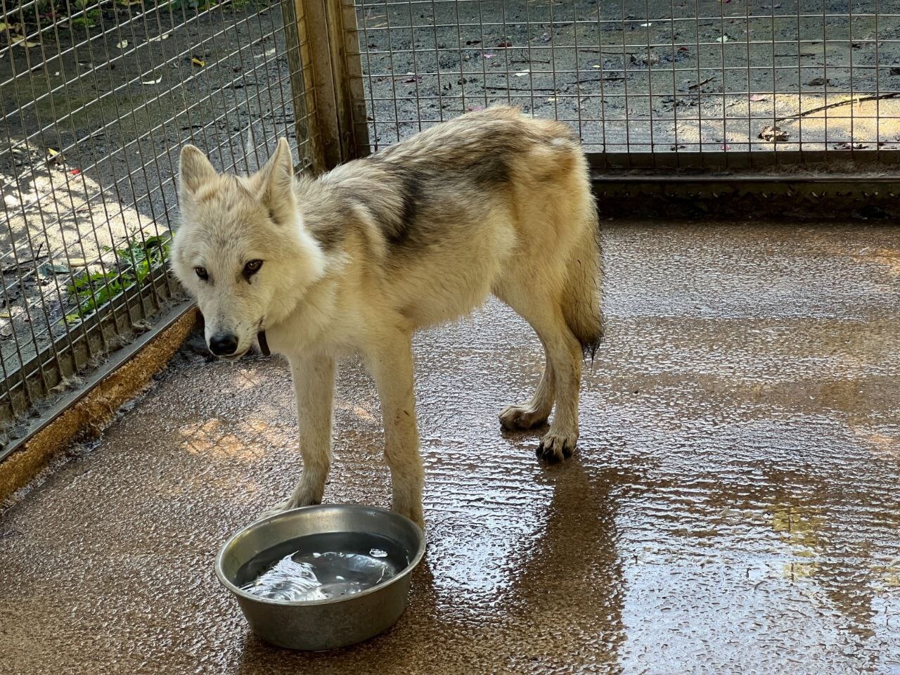 The dogs were found without adequate access to water or space