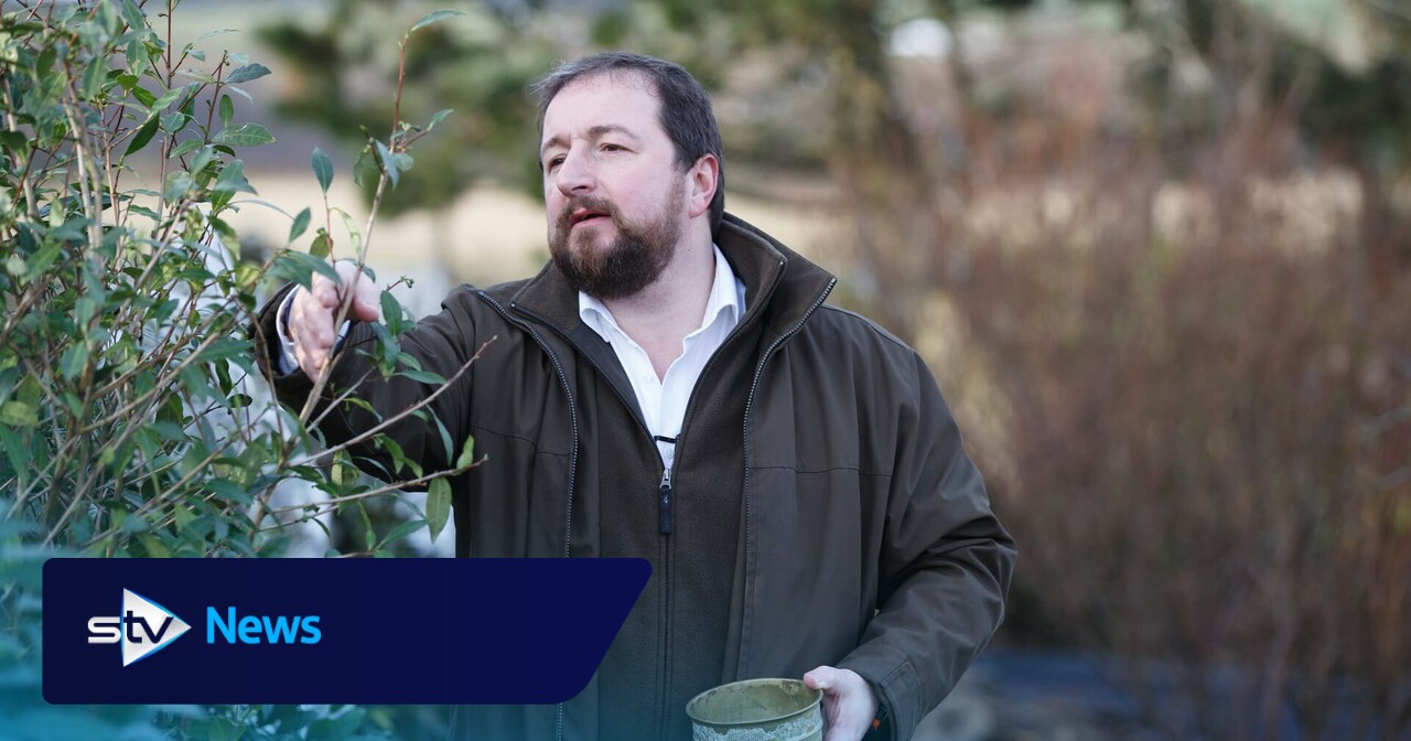 Conman made over £1m selling fake 'Scottish-grown tea'