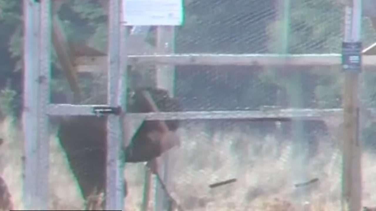 Perthshire gamekeeper sentenced after hidden camera caught him beating goshawk to death