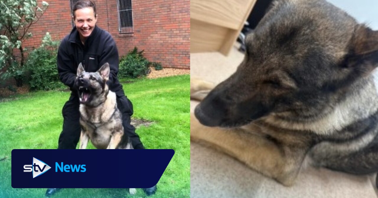 Retired police dog 'overdoses' on cannabis after eating drugs on walk 