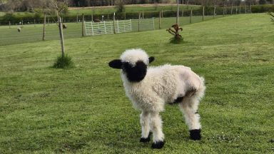 Beloved Dumfries and Galloway campsite lamb has leg amputated after breaking limb in field
