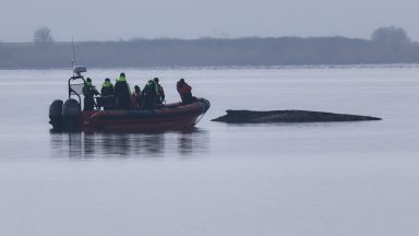 Rescuers lose hope for humpback whale stranded in Baltic Sea