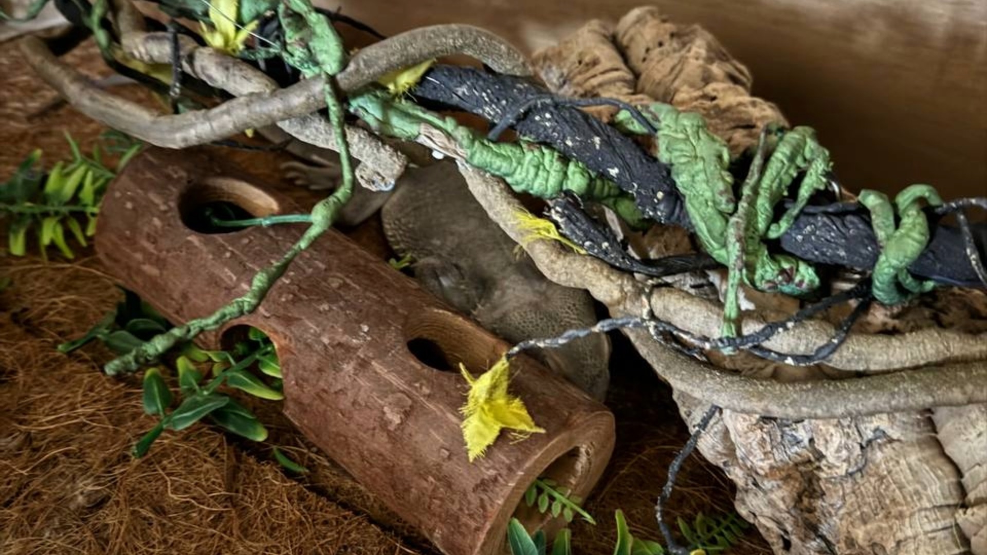 She also left her bearded dragon for dead.