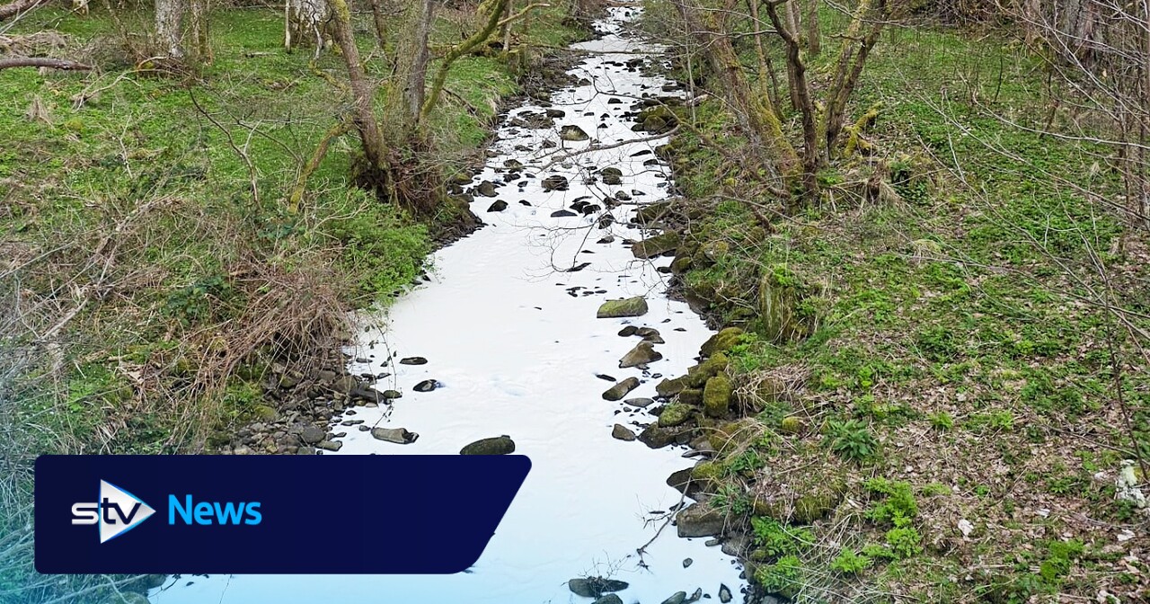 Fish and frogs killed in stream pollution incident