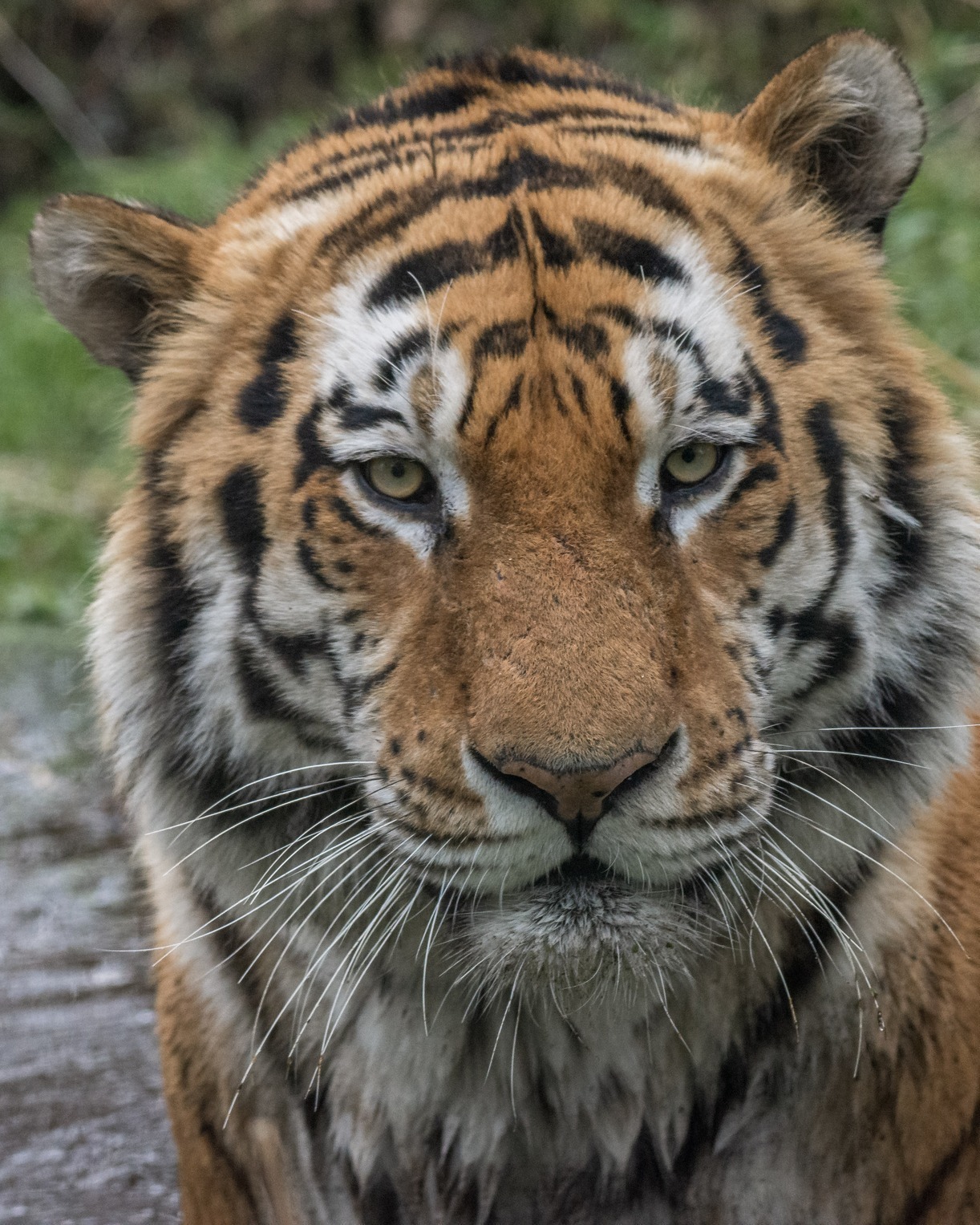 The tiger was father to five cubs