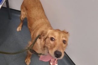 Man caught on CCTV repeatedly punching and kicking dog 