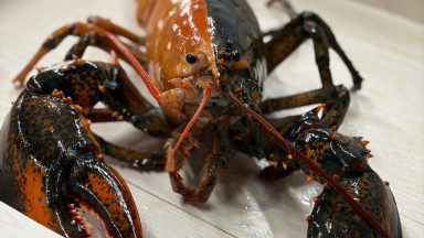 Rare two-coloured lobster gifted to science centre and saved from the pan