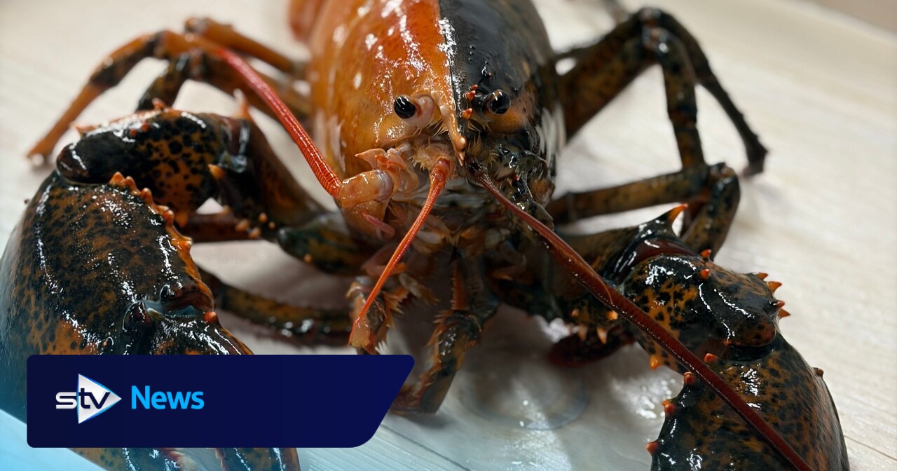 Rare two-coloured lobster gifted to science centre and saved from the pan