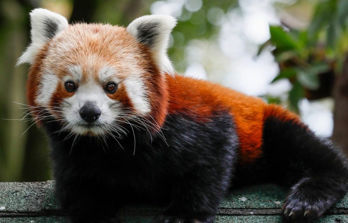 Highland Wildlife Park welcomes red panda to newly built habitat